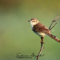 Prinia